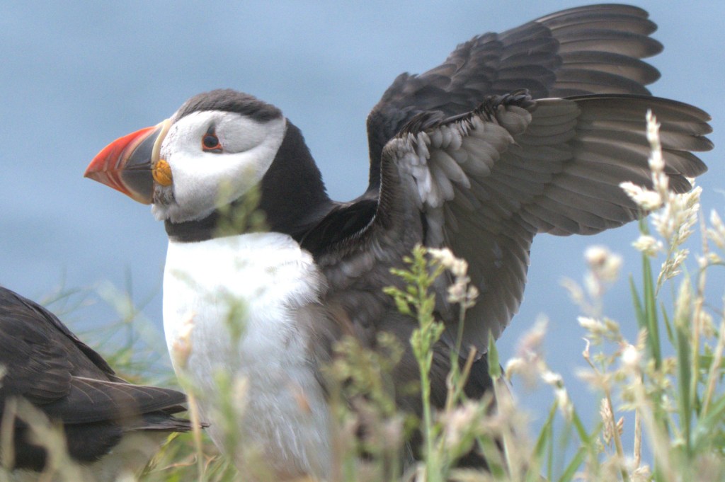 Puffin